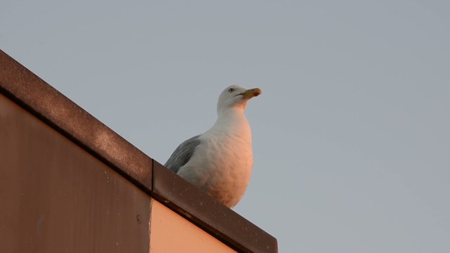 m&ouml;we