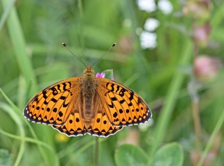 Großer Perlmutterfalter (Argynnis aglaja)