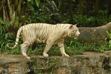 White Tiger in Singapore Zoo