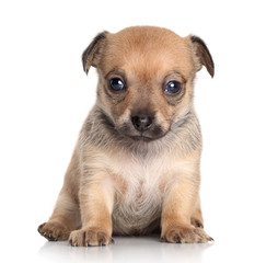 Chihuahua puppy (1 month) on white background