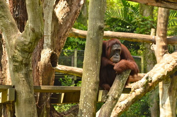 Orangutan (Pongo Borneo) in Singapore Zoo © lucazzitto