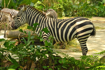 Fototapeta na wymiar Zebra at Singapore Zoo