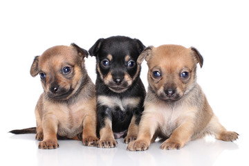Chihuahua puppies on a white background