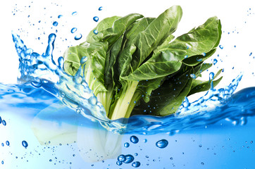 Chard splash in the water over white background