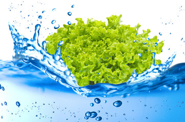 Lattuce splash in the water over white background