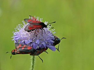 Sechsfleckwidderchen und Thymianwidderchen auf Witwenblume