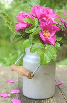 Dog rose bouquet in old milk churn