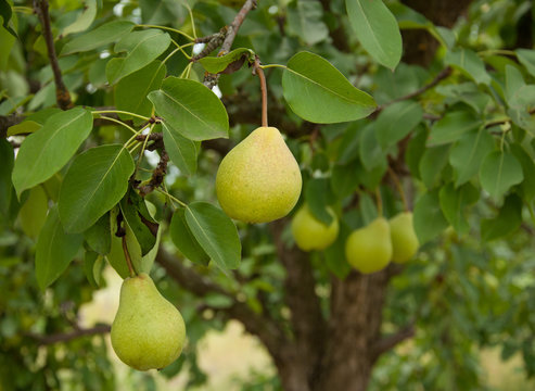 Yellow Pear fruits