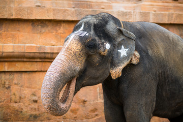 Naklejka premium Portrait of an elephant