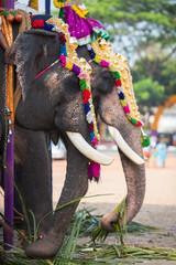 Portrait of an elephant