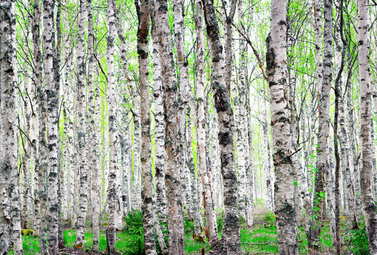 Background of birch trees