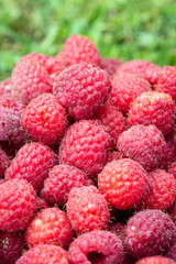 freshly picked ripe red raspberries with grass in background