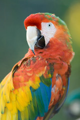 Macaw