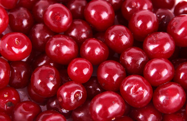 Sweet cherry close-up