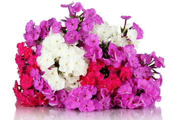 Beautiful bouquet of phlox isolated on white