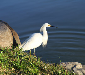Beautiful white bird on the lake coast.