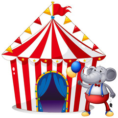 An elephant in front of the tent at the carnival