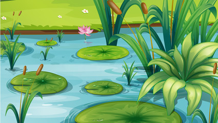 A pond with many plants