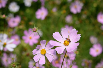 Obraz premium Beautiful purple flower blooming in garden