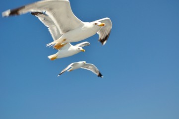 Three Seagulls with spread wings flying against a blue sky