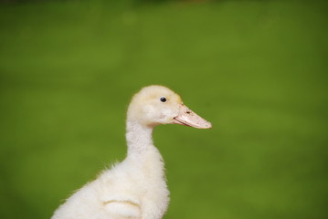 canard mulard