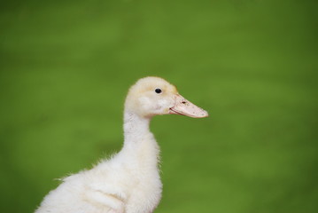 canard mulard
