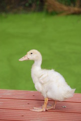 canard mulard