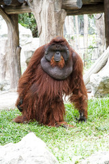 Orangutan © Masaaki