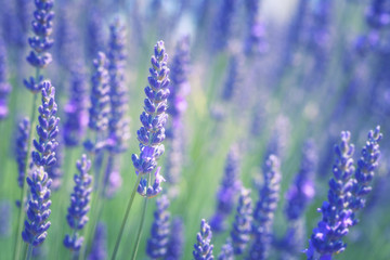 Branches of flowering lavender