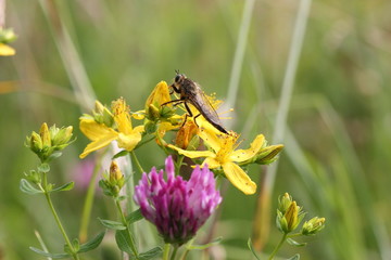 Schlichte Raubfliege(Machimus rusticus) auf Johanniskraut