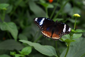Fototapeta na wymiar Close up photo of a beautiful butterfly