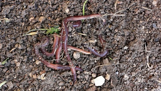 earthworms in soil