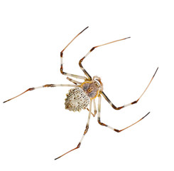White spider