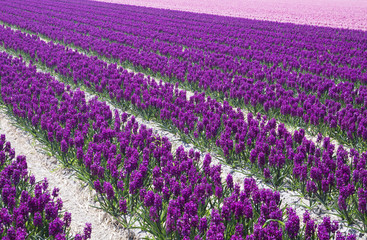 Obraz premium Closeup of fields pink and purple hyacinths