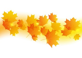 Autumn maple leaves - vector background