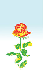 Rote Rose Bl&uuml;ht