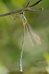 Lestes parvidens maschio
