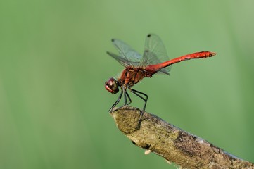 Sympetrum sanguineum maschio