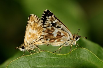 Pyrgus fritillarius