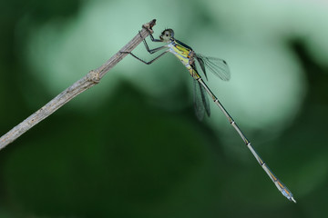 Lestes parvidens maschio
