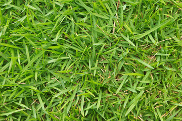 Fototapeta na wymiar Green grass.