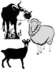 animals cow sheep goat
