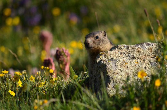 Marmotton cach&eacute;