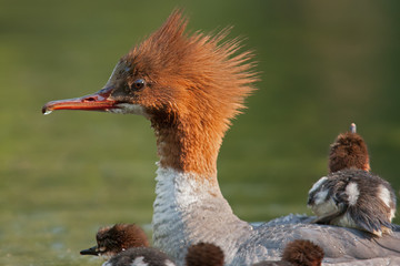 Gänsesäger mit Nachwuchs