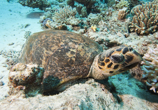 Hawksbill turtle resting on the seabed