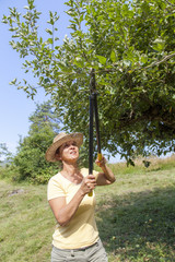 Woman trimming the apple tree