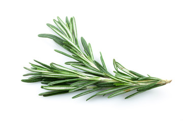 Fototapeta premium rosemary