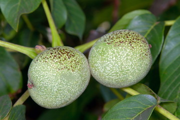 Obraz premium Image of Green walnut pair between leaves