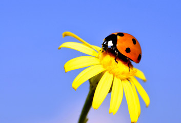 ladybug on a yellow flower