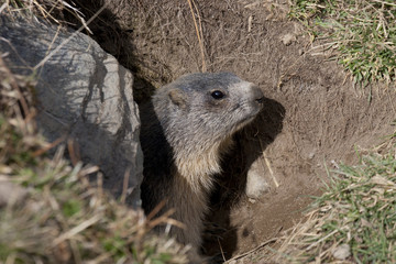 portrait of marmot